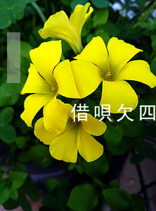 借唄欠四萬多會上門嗎