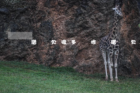 借唄欠很多錢咋辦(借唄欠了兩萬多我該怎么辦)