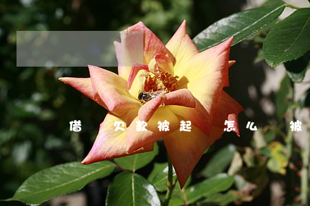 借唄欠款被起訴怎么辦（被借唄起訴了怎么辦）
