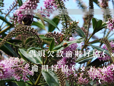 借唄欠款逾期好協(xié)商嗎(借唄欠款逾期好協(xié)商嗎)