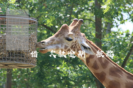借唄欠款逾期會被起訴嗎（借唄逾期半年被起訴）