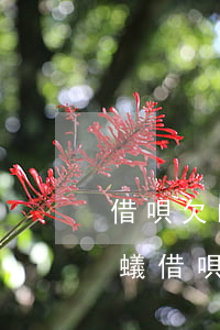 借唄欠的錢(qián)還不上了怎么辦(螞蟻借唄的錢(qián)還不上怎么辦?)
