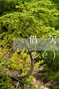 借唄欠錢可以欠多久(借唄欠多久受法律責(zé)任)