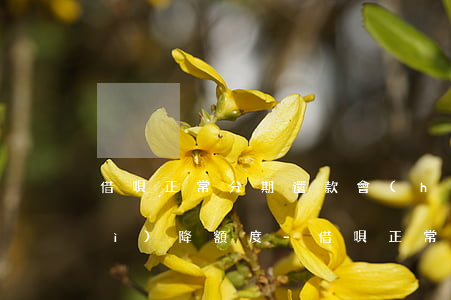 借唄正常分期還款會(huì)不會(huì)降額度-借唄正常分期還款會(huì)不會(huì)降額度呢