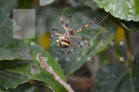 借唄正常還款怎么突然沒額度了-借唄正常還款怎么突然沒額度了呢