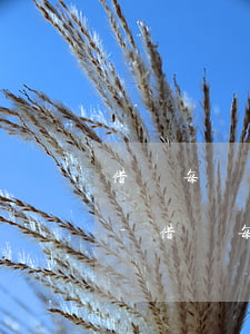 借唄每個(gè)月逾期3至4天有影響嗎-借唄每個(gè)月逾期3至4天有影響嗎怎么辦