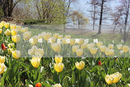 借唄沒有逾期按時(shí)還款卻被停了-