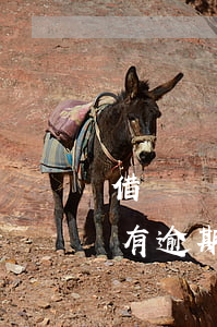 借唄沒有逾期還可以申請信用卡嗎-借唄沒有逾期還可以申請信用卡嗎安全嗎