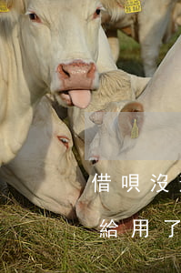 借唄沒逾期怎么不給用了(借唄沒逾期怎么不給用了)