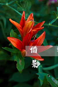 借唄沒逾期會影響簽證嗎(借唄逾期了有什么影響沒?)