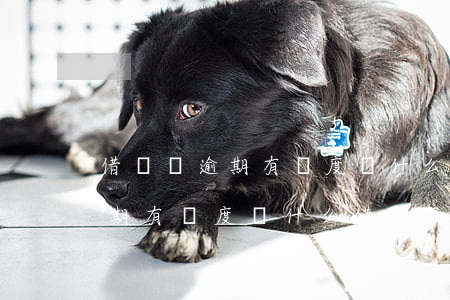 借唄沒逾期有額度為什么借不了-借唄沒逾期有額度為什么借不了錢