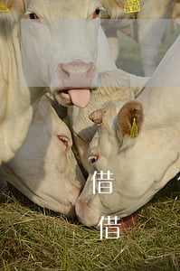 借唄為什么不能提前每個(gè)月還款-借唄為什么不能提前每個(gè)月還款了