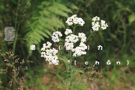 借唄無(wú)力償還會(huì)被起訴變賣家產(chǎn)嗎-借唄無(wú)力償還會(huì)被起訴變賣家產(chǎn)嗎