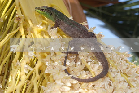借唄無力還款最佳處理方法是什么-借唄無力還款最佳處理方法是什么意思