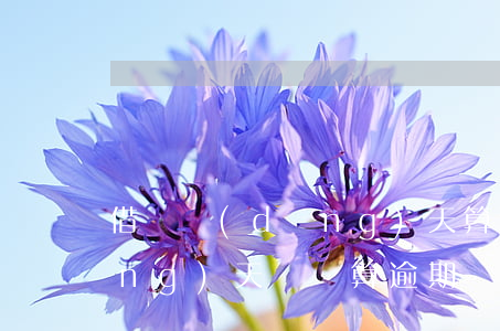 借唄當(dāng)天算逾期(借唄當(dāng)天幾點算逾期)
