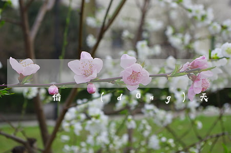 借唄當(dāng)天還款為什么算逾期