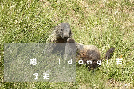 借唄 當(dāng)天還 逾期(借唄還款逾期了天)
