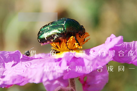 借唄的還款把不同期合成同一天還-借唄的還款把不同期合成同一天還算逾期嗎
