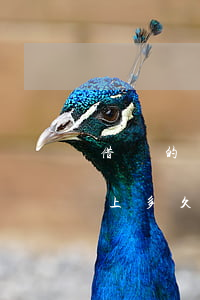 借唄的錢無力償還借多久才逾期-借唄還不上多久會讓你全額還款