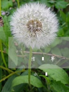 借唄第一次逾期4天(借唄第一次逾期4天怎么辦)
