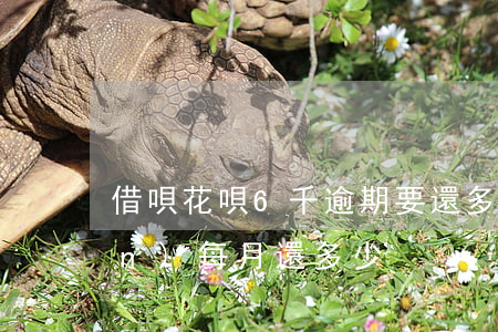 借唄花唄6千逾期要還多少(借唄6萬(wàn)每月還多少)