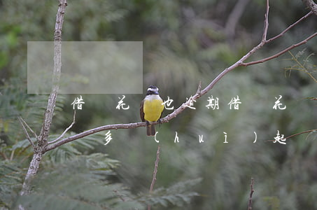 借唄花唄也逾期(借唄花唄逾期半年了,欠款四萬多會(huì)起訴我嗎)