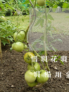 借唄花唄備用金逾期怎么單獨還款-借唄花唄備用金逾期怎么單獨還款的