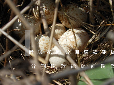 借唄花唄分期還款能提前還款嗎-借唄花唄分期還款能提前還款嗎