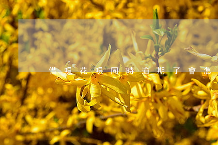 借唄花唄同時逾期了會怎么樣