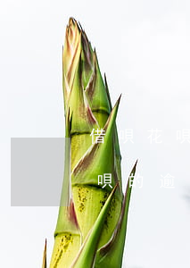 借唄花唄最長(zhǎng)能逾期多久(借唄的逾期期限是幾天)