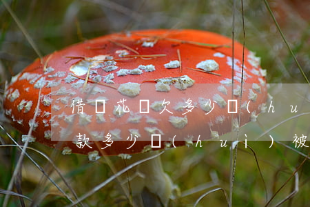 借唄花唄欠多少會(huì)被起訴(借唄欠款多少會(huì)被起訴)