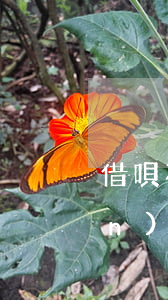 借唄花唄當(dāng)天24點(diǎn)前還款影響嗎-借唄花唄當(dāng)天24點(diǎn)前還款影響嗎怎么辦