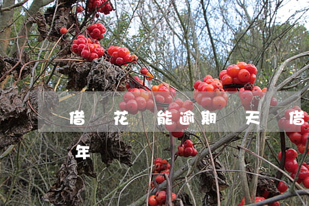 借唄花唄能逾期幾天嗎(借唄花唄可以延期2年還嗎)