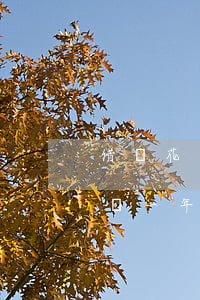 借唄花唄逾期1萬3兩年(支付寶借唄逾期2萬一年會(huì)怎樣)