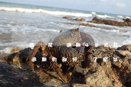 借唄花唄逾期42天(花唄借唄逾期83天,把逾期的部分還了可以嗎)