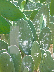 借唄花唄逾期45天(花唄借唄逾期5天會不會被要求全額還款)