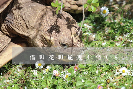 借唄花唄逾期4個(gè)月被起訴-花唄借唄兩萬(wàn)多逾期三個(gè)月說(shuō)要起訴