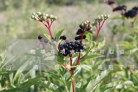 借唄花唄逾期了可以協(xié)商還本金嗎-借唄花唄逾期了可以協(xié)商還本金嗎怎么還