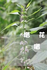 借唄花唄逾期了怎么充不了話費(fèi)-借唄花唄逾期了怎么充不了話費(fèi)了