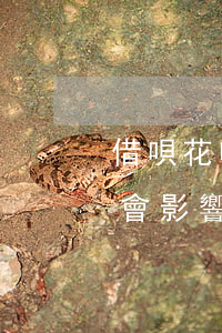 借唄花唄逾期以后的后果(支付寶的花唄逾期會影響借唄嗎)