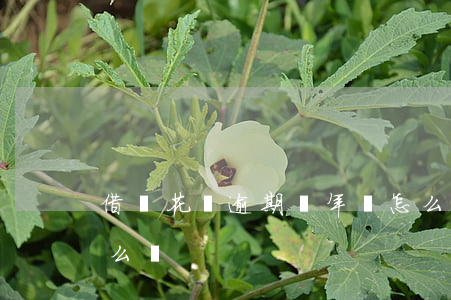 借唄花唄逾期兩年會怎么樣(借唄逾期兩年怎么辦)