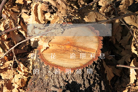 借唄花唄逾期利息一樣嗎(如果借唄和花唄上的錢逾期延期時間還有事嗎)
