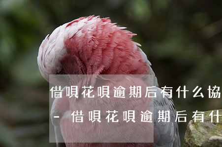 借唄花唄逾期后有什么協(xié)商方案-借唄花唄逾期后有什么協(xié)商方案嗎