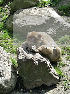 借唄花唄逾期多久上征信?借唄逾期幾天上征信（借唄花唄如何算逾期）