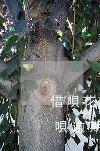 借唄花唄逾期多久會(huì)上門(借唄花唄逾期半年了,接到電話說要上門調(diào)查)