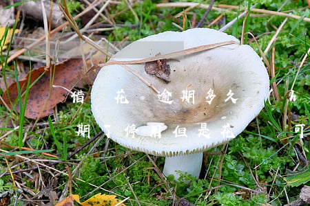 借唄花唄逾期多久會(huì)停用(借唄逾期了停用但是花唄還可以用影響大嗎)