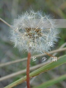 借唄花唄逾期最多分期多久(借唄逾期最長分多少期)