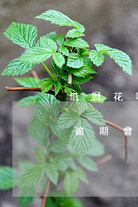 借唄花唄逾期會從不綁卡扣錢嗎-借唄花唄逾期會從不綁卡扣錢嗎怎么辦