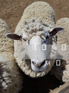 借唄花唄逾期會被打恐嚇電話嗎-借唄花唄逾期會被打恐嚇電話嗎怎么辦