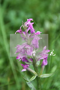 借唄花唄逾期會被起訴凍結(jié)所有賬戶嗎?-借唄花唄逾期會被起訴凍結(jié)所有賬戶嗎